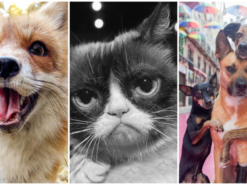 Juniper Foxx, Grumpy Cat und das Verpinscht-Trio