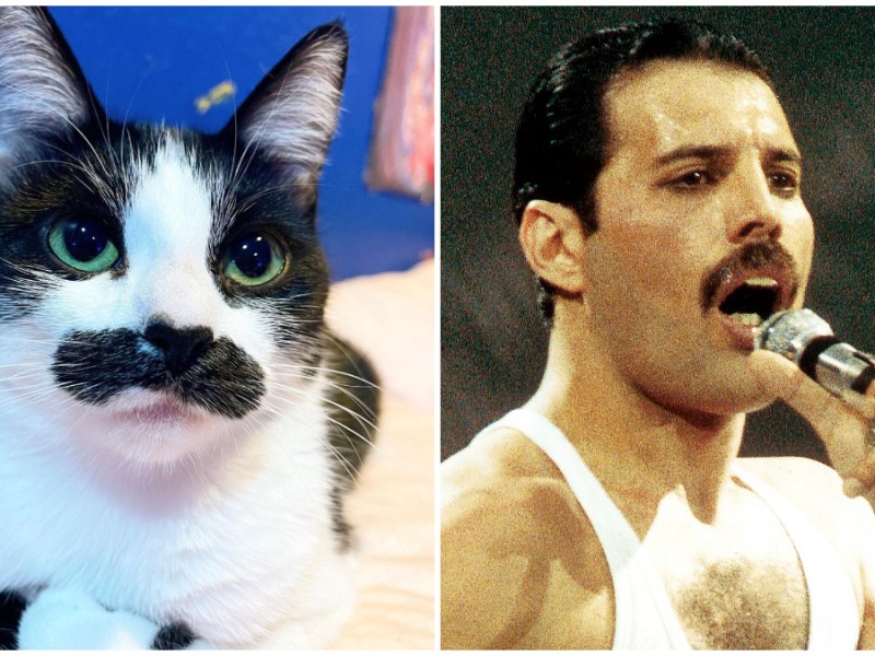 Katze sieht aus wie Freddy Mercury