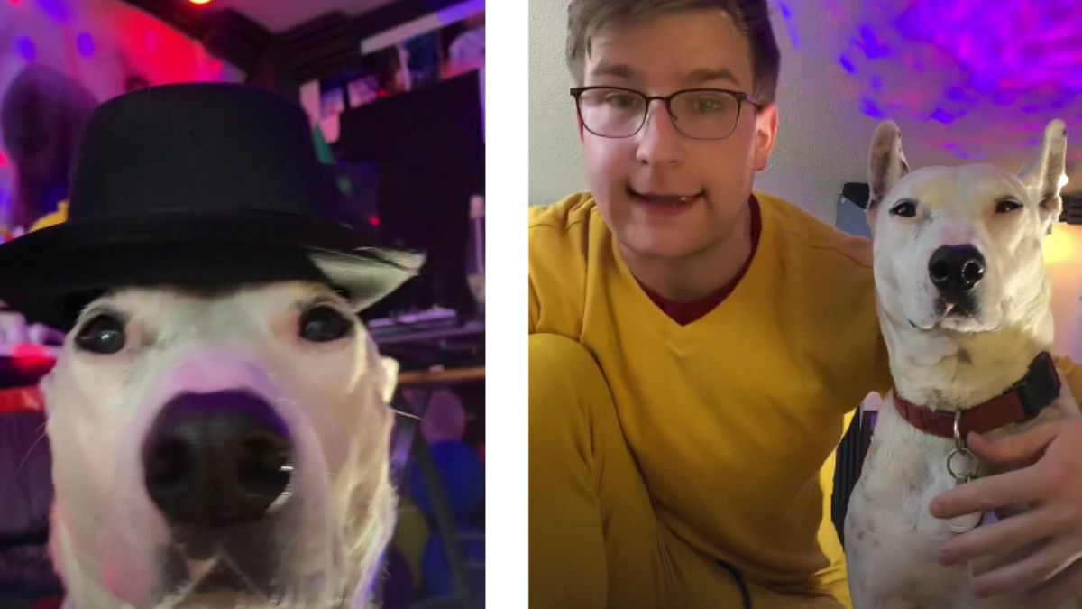 MisterMainer: Hundedame Biscuit aka Boogie-Dog geht viral