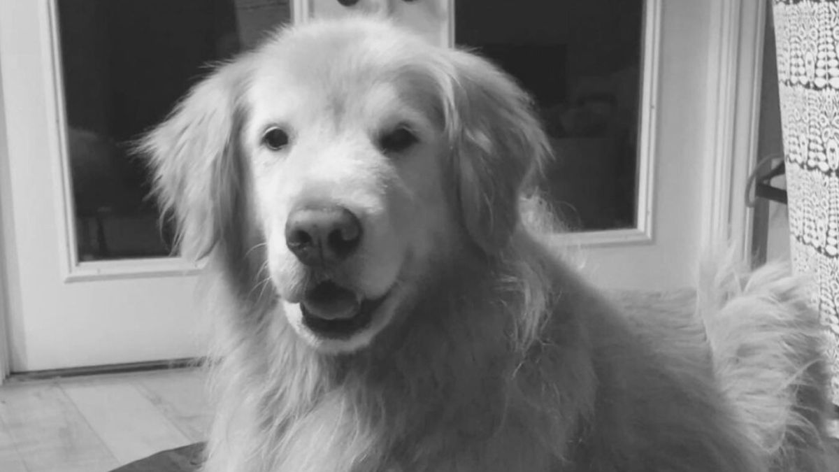 Baker Barnes: Tanzender TikTok-Hund ist gestorben